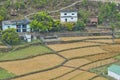 Panoramic view of wheat fields in an indian village