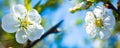 Panoramic view of white blooming cherry blossoms macro Royalty Free Stock Photo