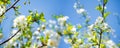 Panoramic view of white blossoming cherry flowers against the sky Royalty Free Stock Photo