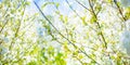 Panoramic view of white blossoming cherry flowers against the sky Royalty Free Stock Photo