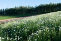 Panoramic view of white daisy flowers garden in Shikisai-no-oka Farm in Biei