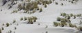 Panoramic view of white sand dunes with beach grass at Pacific coast, Oregon state Royalty Free Stock Photo