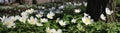 Panoramic view of white spring flowers, Wood Anemone.