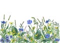 Panoramic view of wild meadow flowers and grass on white background.