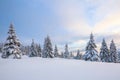 A panoramic view. Winter landscape. Christmas wonderland. Magical forest. Meadow covered with frost trees in the snowdrifts. Snowy Royalty Free Stock Photo