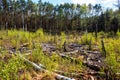 Wood windfall field with broken and fallen trees at Dlugie Bagno wetland plateau within mixed forest near
