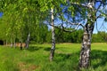 Panoramic view of the wooded meadows and wetlands - wildlife and birds reserve in the Biebrzanski National Park in Poland Royalty Free Stock Photo