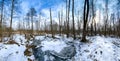 Panoramic view of woodland swamp with damaged trees in sunny winter day Royalty Free Stock Photo