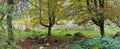 Woodlands between Koinigsee and Obersee lakes in Germany