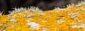 Panoramic view of yellow lichen growing for botanical color palette