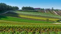 Panoramic view of yellow & orange flower meadows of Shikisai-no-oka Farm