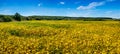 panorama view of Yellow soybean cultivated field. Autumn harvest Royalty Free Stock Photo