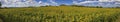 Panoramic view on sunflower field with blue sky Royalty Free Stock Photo