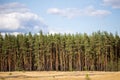 Panoramic view of yellow wild grass meadow, pine forest and blue cloudy sky on the background