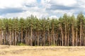 Panoramic view of yellow wild grass meadow, pine forest and blue cloudy sky on the background