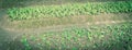 Panoramic view young Nicotiana rustica or makhorka plant growing on hill row at farm in North Vietnam Royalty Free Stock Photo