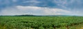 Panoram of young sunflower plants in a field under rain clouds Royalty Free Stock Photo