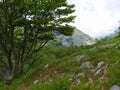 Panoramic viewpoint in the nature of the woods and mountains of the Apuan Alps