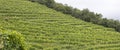 Panoramic of a vine crop on a hillside Royalty Free Stock Photo