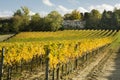Panoramic vineyard in Tuscany Royalty Free Stock Photo