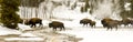 Panoramic vista of herd of bison or American buffalo in Upper Ge