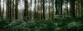 Panoramic wallpaper background of forest woods (Black Forest) landscape panorama wide banner - Forest trees and firs,