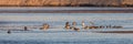 Panoramic of waterfowl, Anseriformes birds captured at Platte river in Nebraska