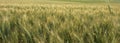 Panoramic Wheat Field