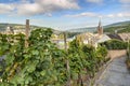 Grape vines on a hill overlooking the Mosel valley at Berncastel-Kues