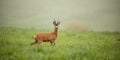 Panoramic wide composition with roe deer, capreolus capreolus, buck in summer. Royalty Free Stock Photo