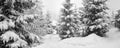 Panoramic wide view with fir trees covered with snow Royalty Free Stock Photo