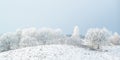 Panoramic winter view with snow of the Dutch Posbank in national Royalty Free Stock Photo