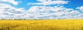 Panoramic of Yellow Rapeseed field and blue sky on spring day. Usual rural England landscape in Yorkshire