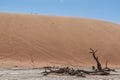 Panoramica of death vley in the desert of Namibia. Sossusvlei.