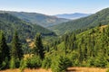 Panoranic image from the hargita mountain forests,romania Royalty Free Stock Photo