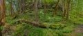 Panoroma of moss covered logs laying on forest foor in Daniel Boone National Forest