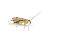 Panorpa communis common scorpion fly isolated