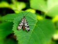 Panorpa communis (common scorpionfly) Royalty Free Stock Photo