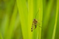 Panorpa communis, the common scorpionfly Royalty Free Stock Photo