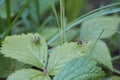 Panorpa communis on green leaves Royalty Free Stock Photo