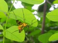 Panorpa nuptialis insect is sitting in a leaf