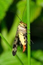 Panorpa vulgaris ( scorpionflies)