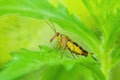 Panorpidae. Scorpion fly Royalty Free Stock Photo