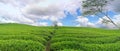 Panrama green tea hill in the highlands in the morning. Royalty Free Stock Photo