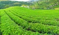 Panrama green tea hill in the highlands in the morning. Royalty Free Stock Photo