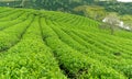 Panrama green tea hill in the highlands in the morning. Royalty Free Stock Photo