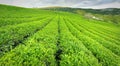 Panrama green tea hill in the highlands in the morning. Royalty Free Stock Photo