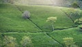 Panrama green tea hill in the highlands in the morning. Royalty Free Stock Photo