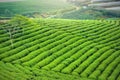 Panrama green tea hill in the highlands in the morning. Royalty Free Stock Photo