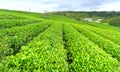 Panrama green tea hill in the highlands in the morning. Royalty Free Stock Photo